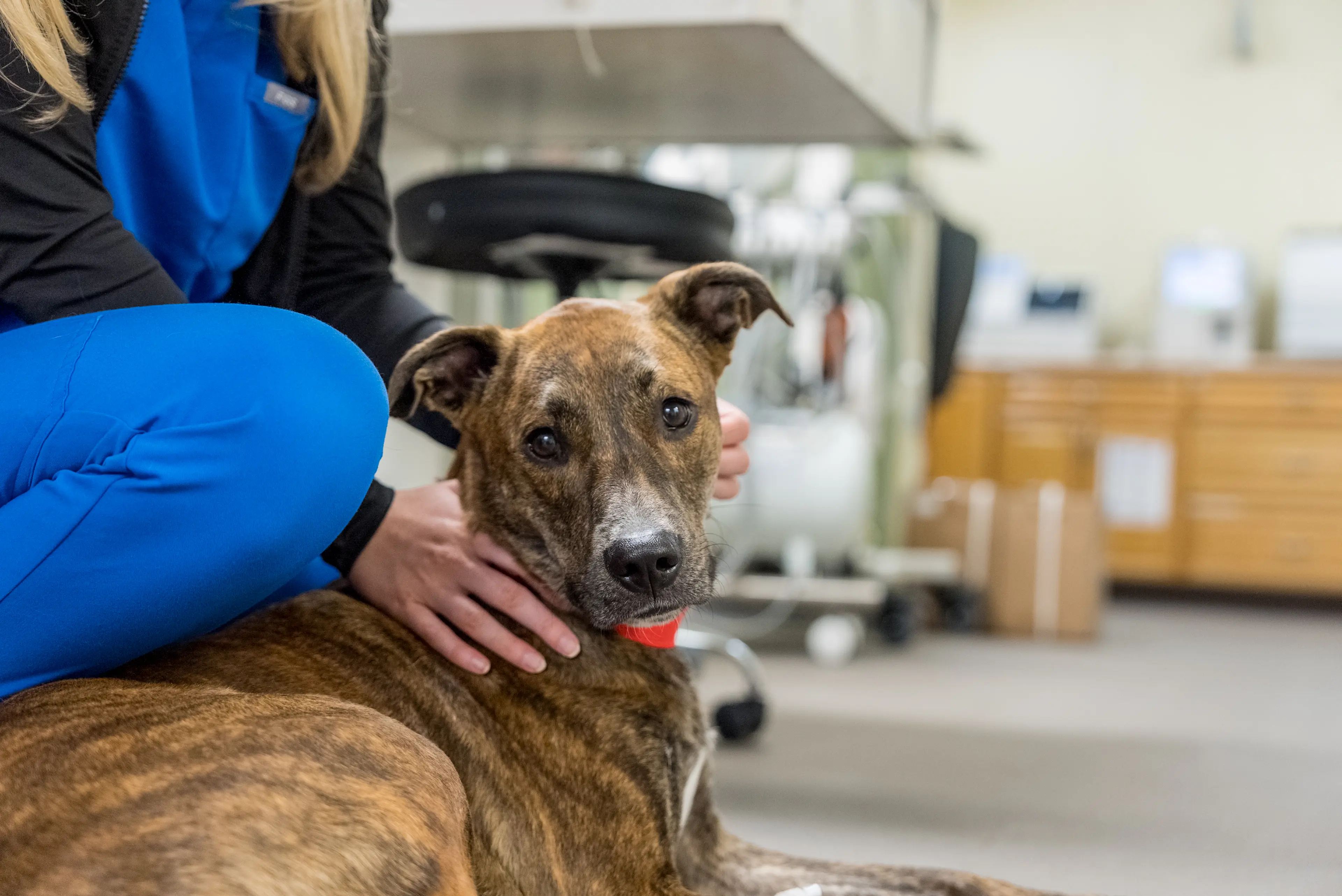 Powell Animal Hospital