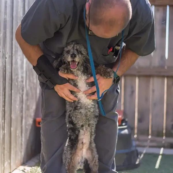 The Pet Hospitals Lakeland