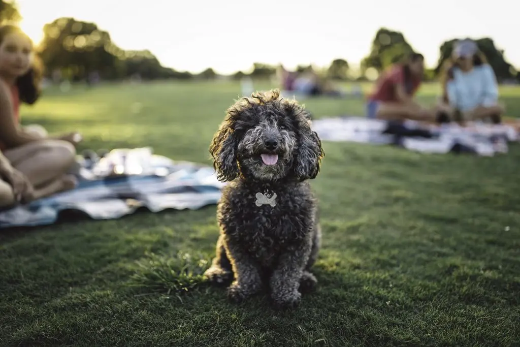 Fluffy dog smiling and staring at camera in the sun