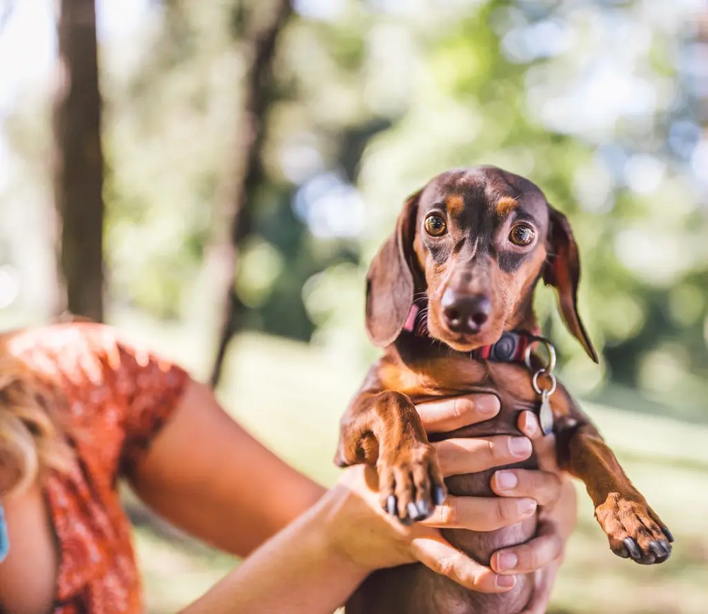 Woman holding small daschund in hands while it stares at camera with leash on
