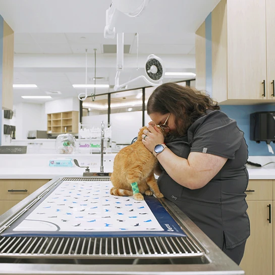 24 hour Emergency Vet Hoffman Estates & Chicago Area Thrive Pet