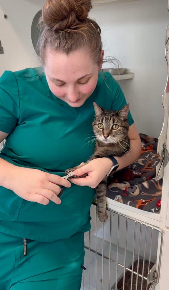 Frederick Veterinarian | Greenbriar Veterinary Hospital