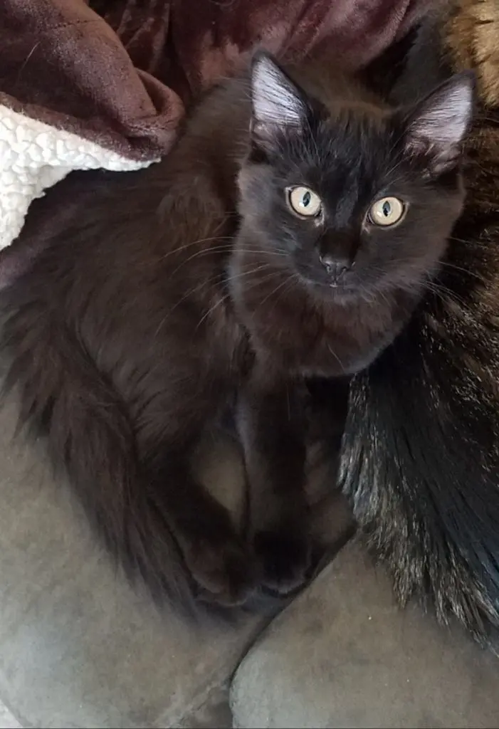 Rose the black cat staring at camera from corner of floor
