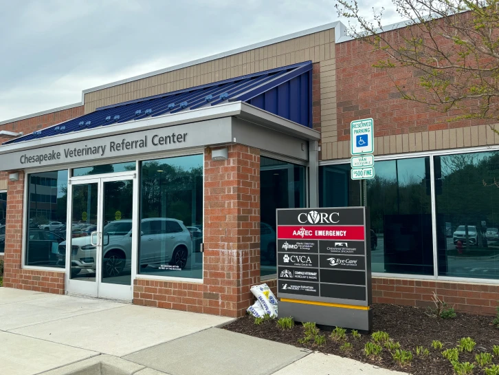 Veterinary Ophthalmology Annapolis MD Eye Care for Animals