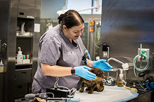 Access Specialty Animal Hospitals