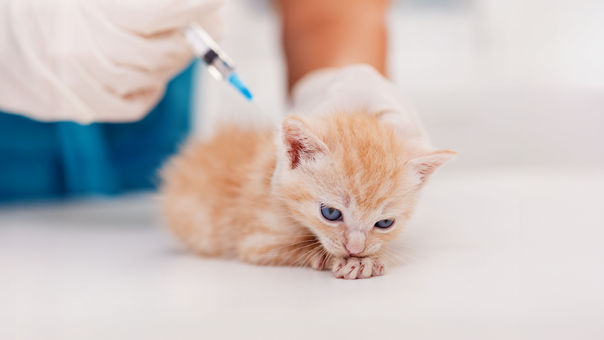 orange kitten getting a vaccine from a vet