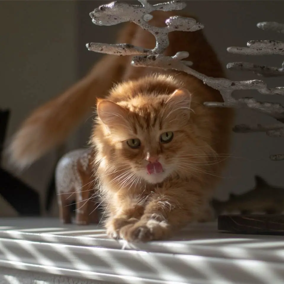 VIP Spotlight: Brad the cat stretching before camera