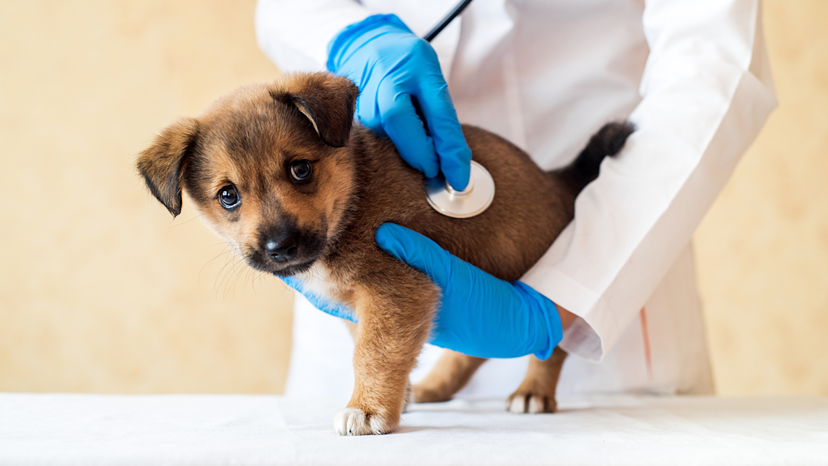 puppy receiving wellness exam from bet