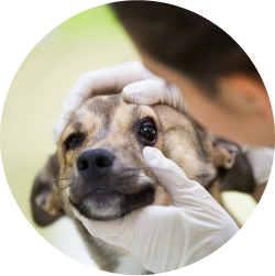 Eye Care for Animals - Fort Lowell