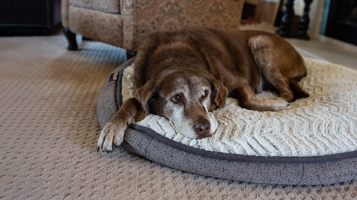 old dog laying on a pillow