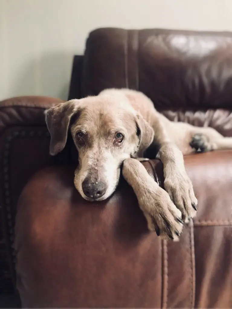 Hound dog laying down on chair with face and feet off