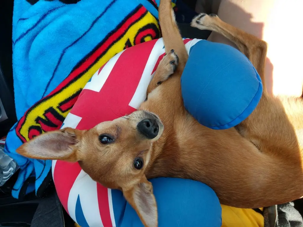 VIP Spotlight: Dipper the dog laying on travel pillow