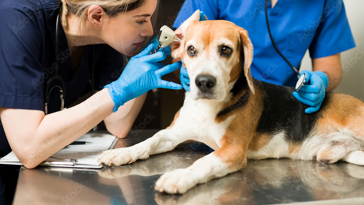 Annual Exam Senior Dog 