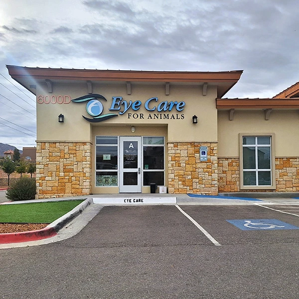 Veterinary Ophthalmology El Paso TX Eye Care for Animals