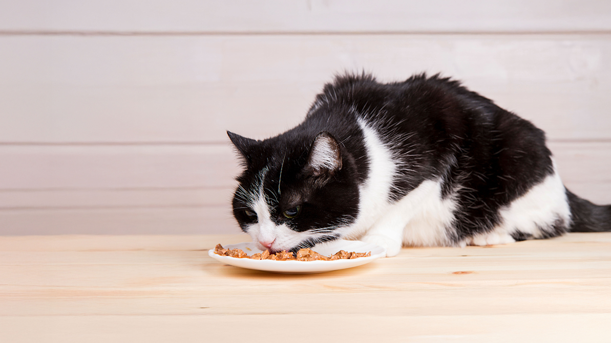 black and white cat eating food