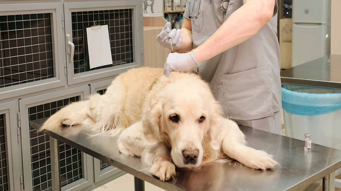 senior dog at the vet getting a vaccine