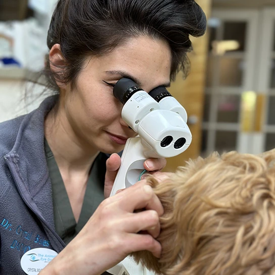 Eye Doctor for Dogs & Cats Beaverton The Animal Eye Doctor