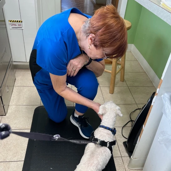 Eye Doctor for Dogs & Cats Beaverton The Animal Eye Doctor