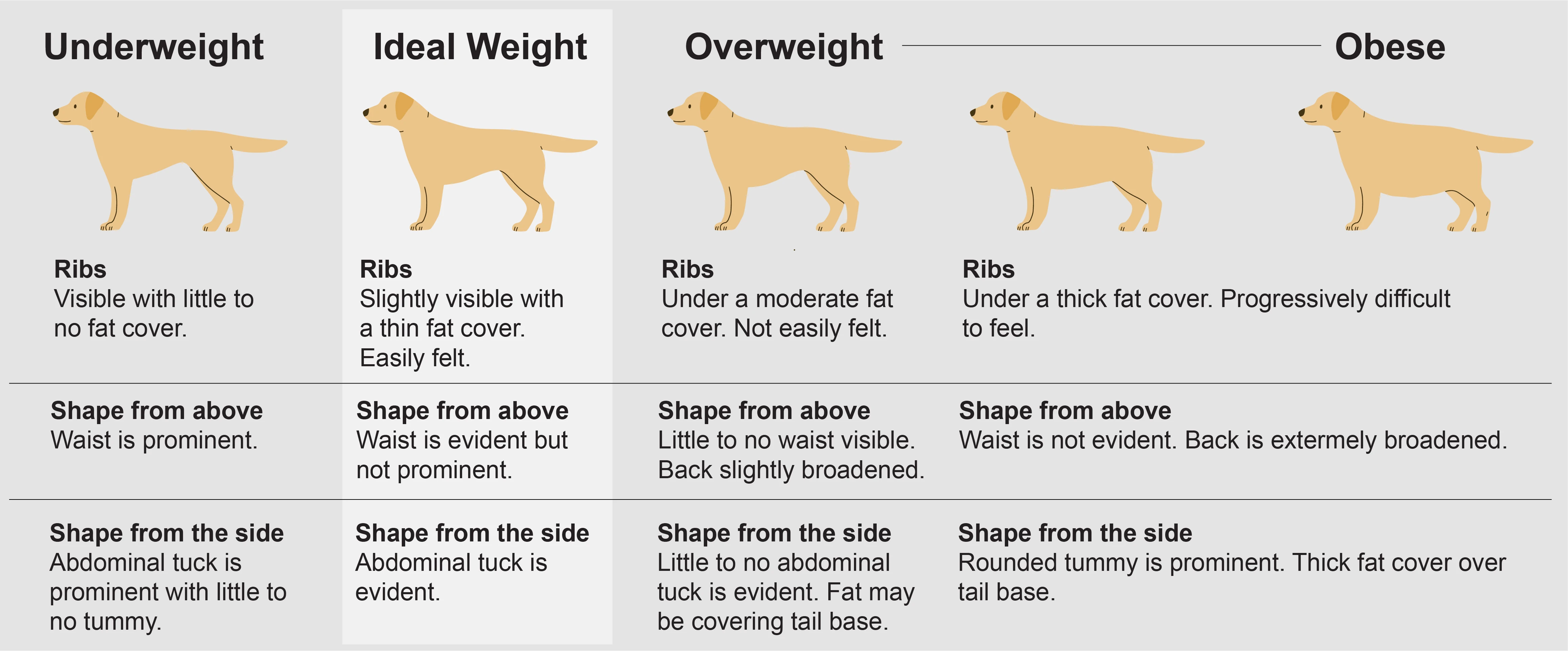 Is My Dog Overweight? | Thrive Pet Healthcare