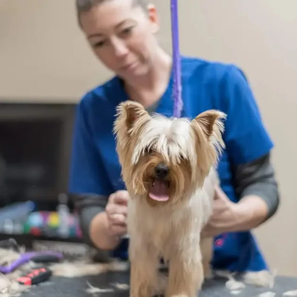The Pet Hospitals Houston Levee & Macon