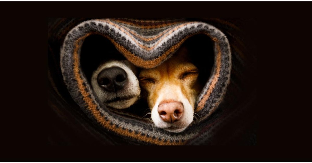 Access Specialty Animal Hospitals