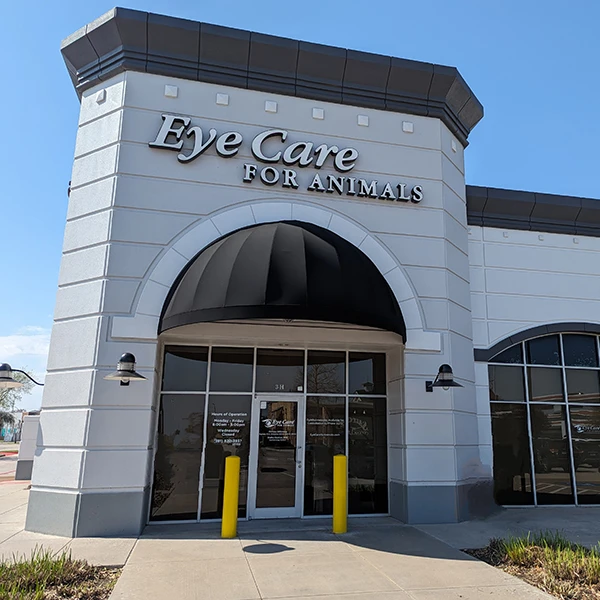 Veterinary Ophthalmology Houston TX Eye Care for Animals