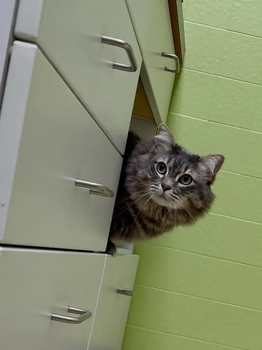 Powell Veterinary Center At Westmoreland
