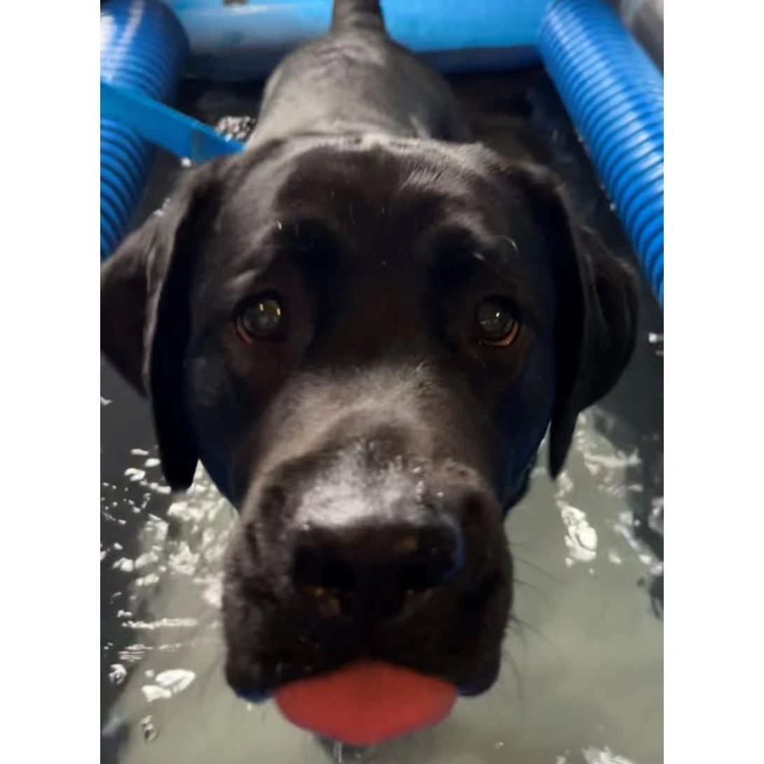 Veterinary Orthopedic & Sports Medicine Group