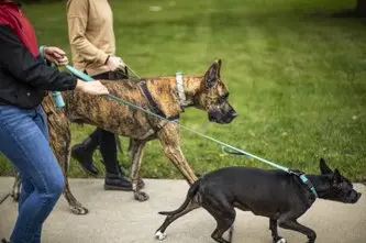 Two dogs on leashes walking in the park with owners