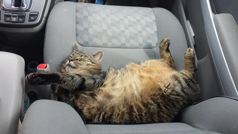 Bob Thomas (stink) the cat splaying out in car seat