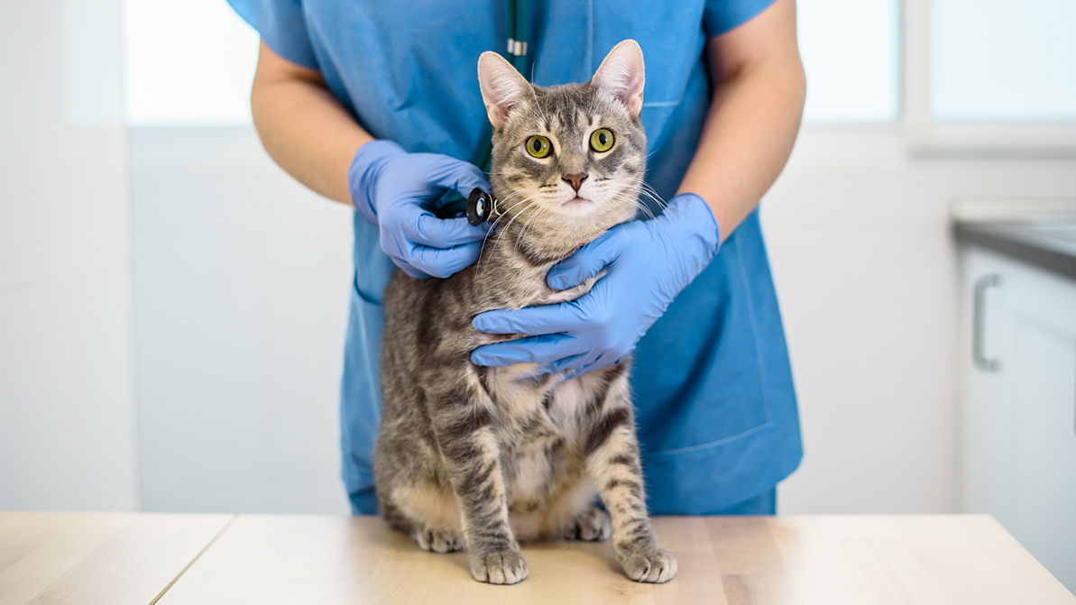 adult cat with vet for exam