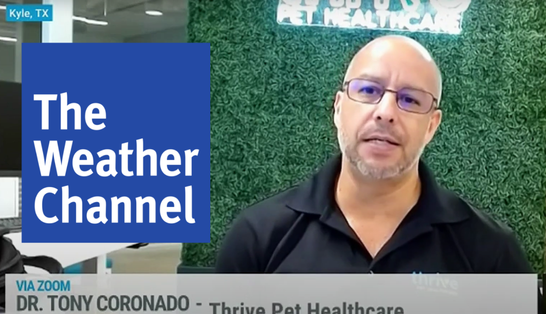 Veterinarian talks to the Weather Channel about hurricane preparedness for pets