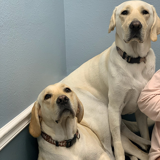 Animal Hospital of Seminole