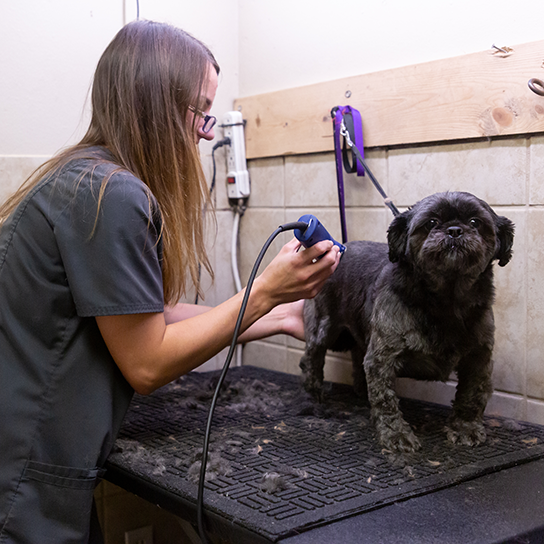 Vet Near Me Fayetteville AR Best Friend's Animal Hospital