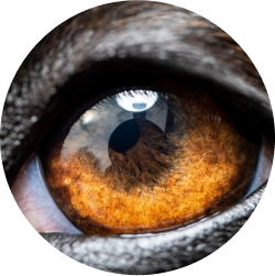 Eye Care for Animals - Fort Lowell
