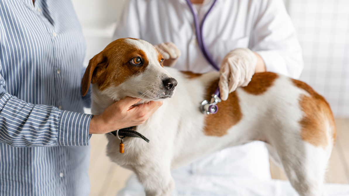 dog getting wellness exam from pet while owner holds it