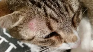 Cat with bald spot sleeping