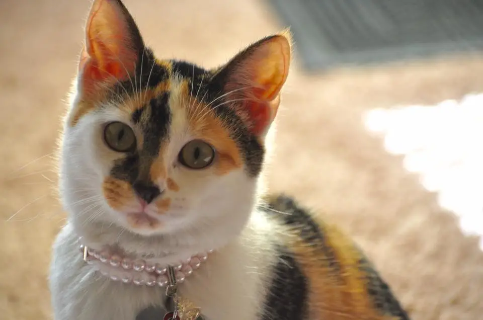 VIP Spotlight: Winnie picture of cat staring at camera