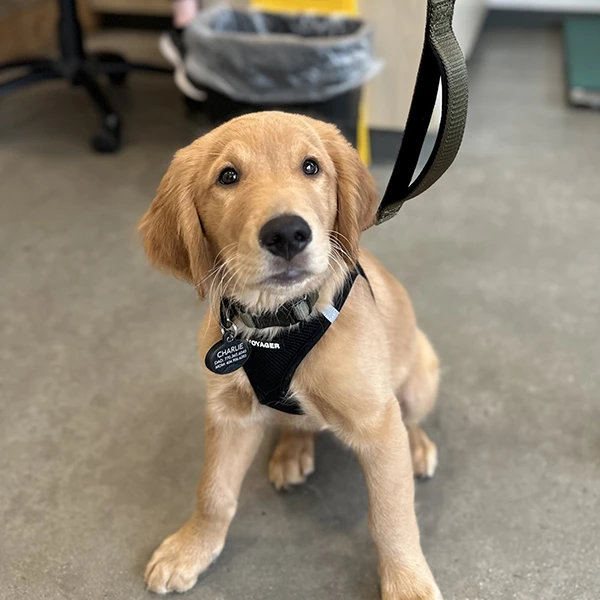 Thrive Pet Healthcare - Decatur