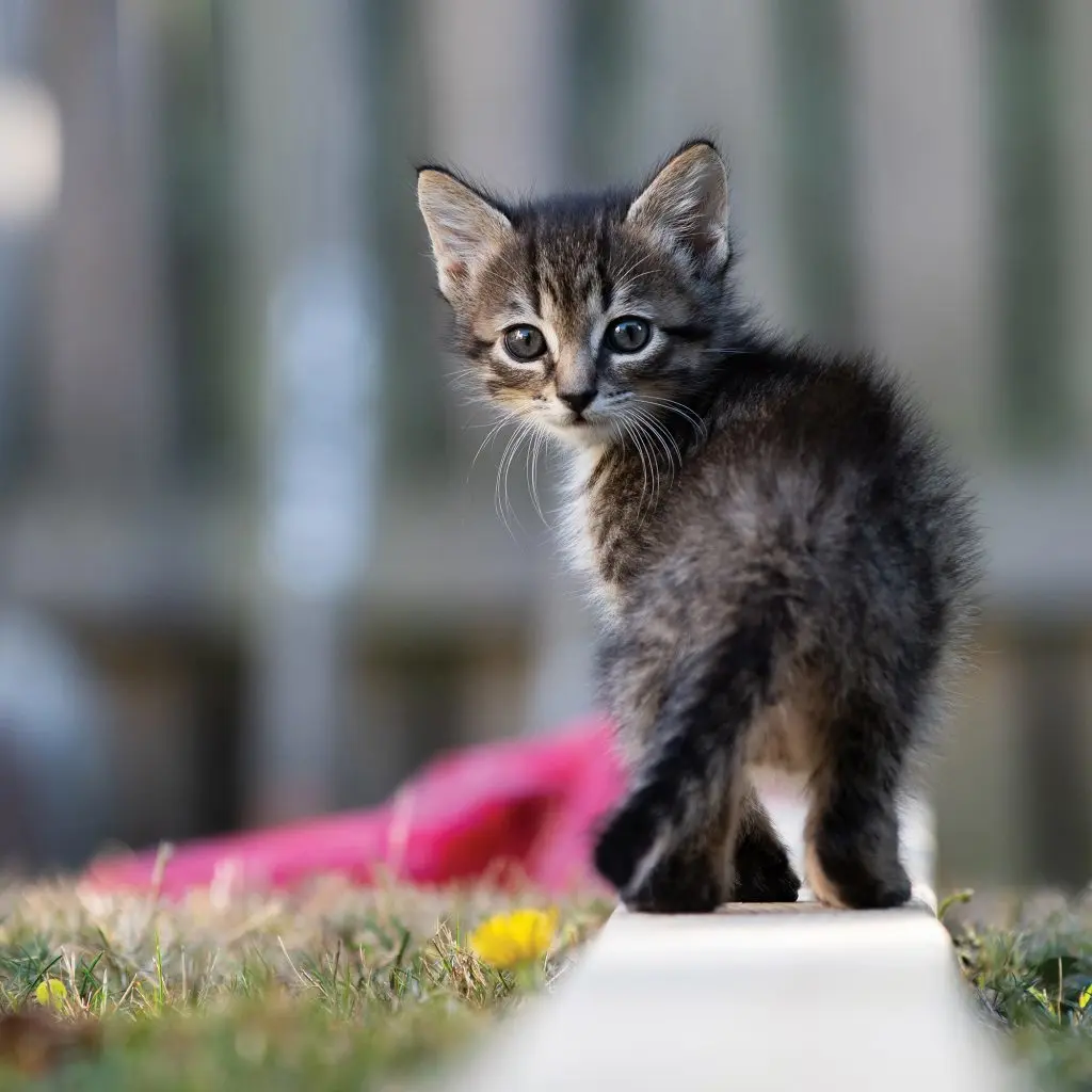 Kitten walking on white line while staring behind it at camera