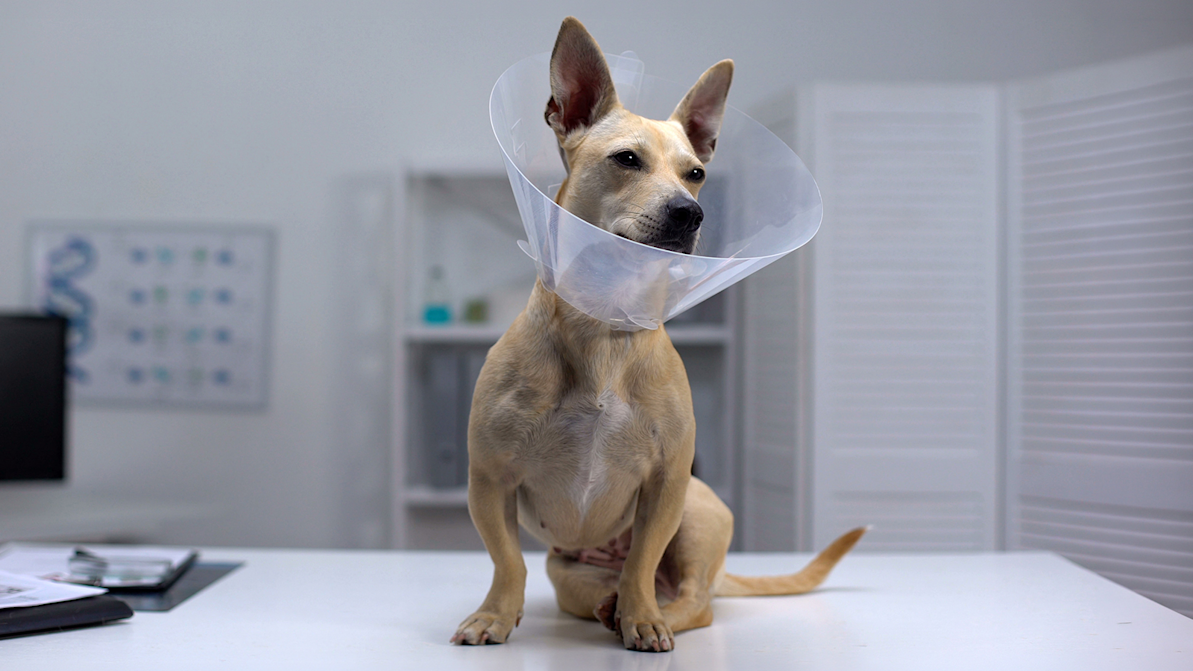 Life Stages Web Article Adult Dog Spay Neuter