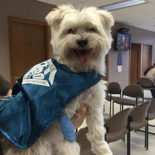 PetCure Oncology San Jose