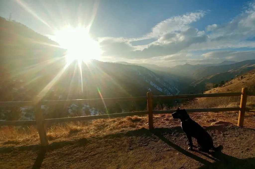 Dog standing in Pecos valley staring at sun next to fence