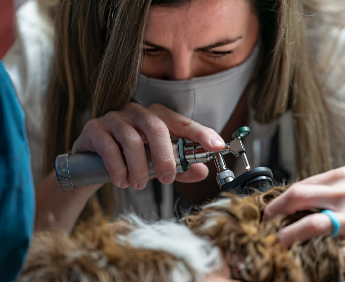 Sell My Hospital - Thrive Pet Healthcare