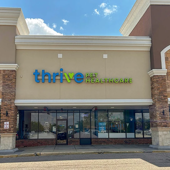 Veterinary Dermatology Chicago, IL Dermatology for Animals