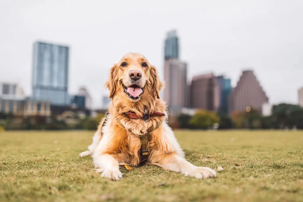 Golden Retriever smiling on lawn with leash on and city in the background