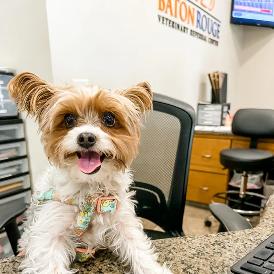 Baton Rouge Veterinary Referral Center