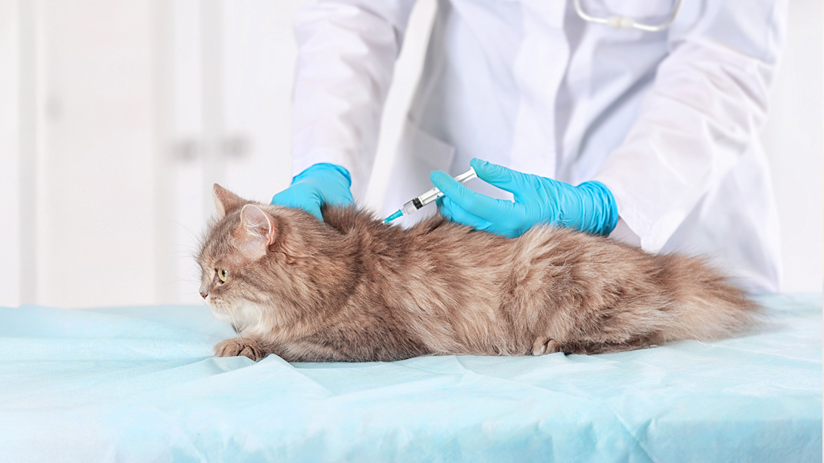adult cat getting vaccine from a vet