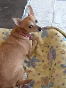 Trixie the dog laying down on bed and staring at camera behind