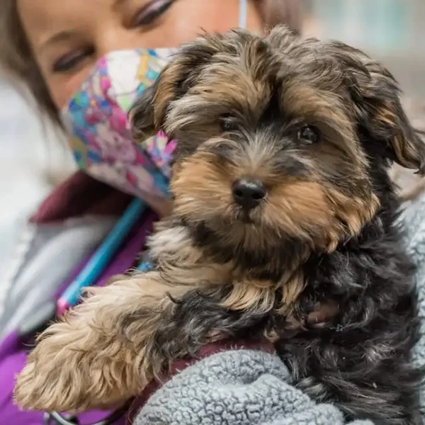 The Pet Hospitals Downtown